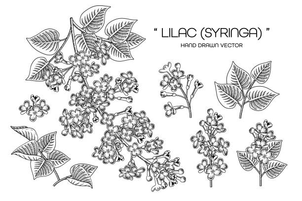 sketch çiçek dekoratif set. syringa vulgaris (ortak leylak) çiçek çizimleri. siyah çizgi sanatı beyaz arka planlar üzerinde izole. el çizilmiş botanik çizimler. element vektörü. - leylak stock illustrations