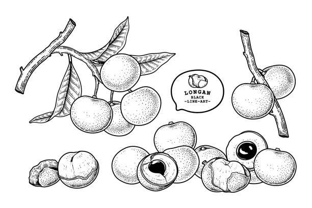 Set of Dimocarpus longan fruit hand drawn elements botanical illustration Set of Dimocarpus longan fruit hand drawn elements botanical illustration longan stock illustrations