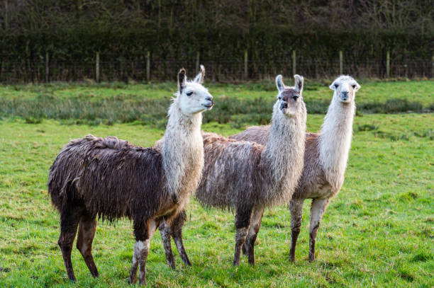 istock Three llamas standing together in a field on a winter day 1297192495