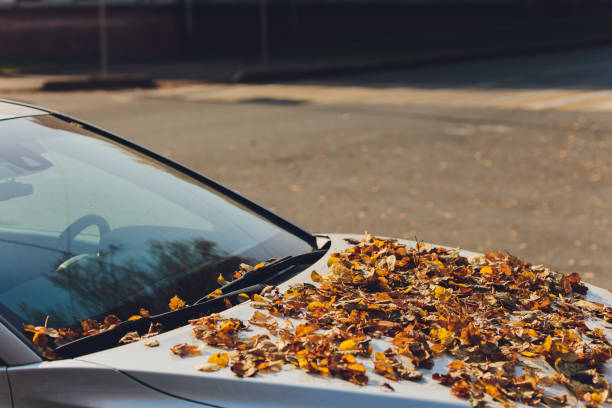 istock Fallen autumn leaves on the windshield of a car. 1297192555