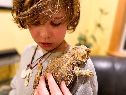 Young child holds a bearded dragon on his shoulder