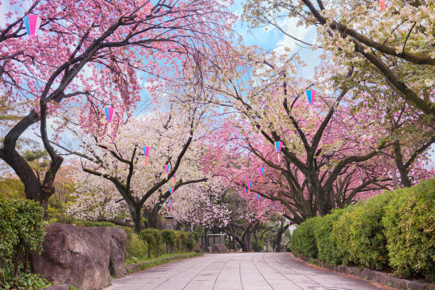 sentiero del parco asukayama su cui si affacciano i fiori di ciliegio giapponesi. - oriental cherry tree foto e immagini stock
