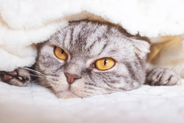 istock The gray Scottish fold cat sleeps wrapped in a warm beige plaid. 1297194315