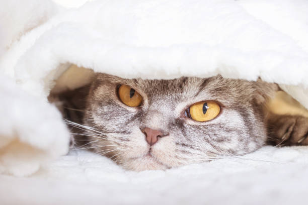 istock The gray Scottish fold cat sleeps wrapped in a warm beige plaid. 1297194336