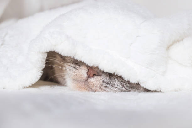 istock The gray Scottish fold cat sleeps wrapped in a warm beige plaid. 1297194348