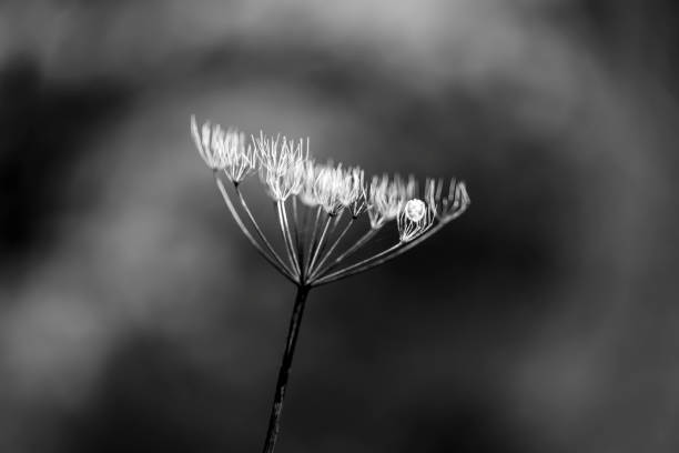istock Dry seed heads of Cow Parsley 1297194876