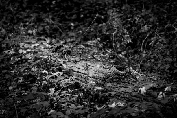 лишайник и плющ на стволе срубаемого дерева - toadstool branch moss vine стоковые фото и изображения