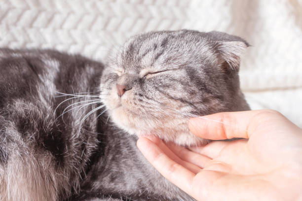 istock The gray Scottish fold cat lies on a warm beige plaid. 1297196449