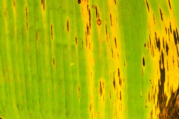 Texture of banana leaf in close up detail for natural background used.