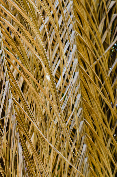 istock Texture of Dried Palm Leaf for Natural Background Used. 1297196516