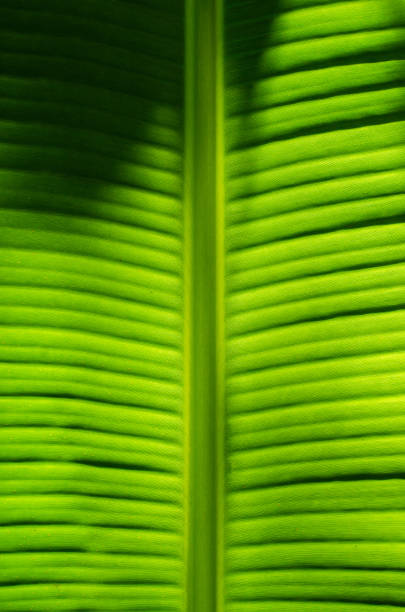 istock Texture of Banana Leaf for Natural Background. 1297196524