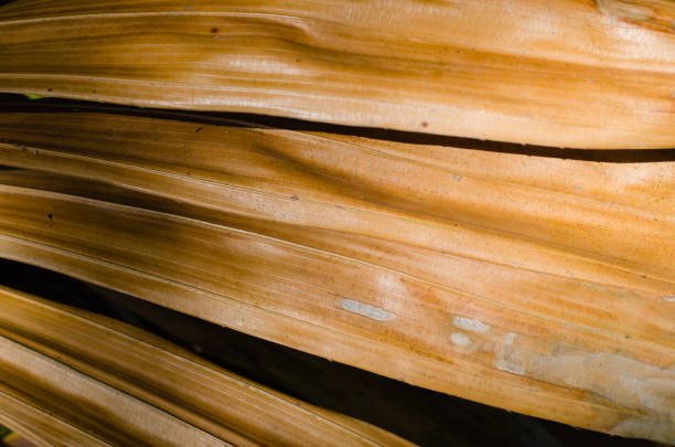 Texture of dried palm leaf in close up detail for natural background used.