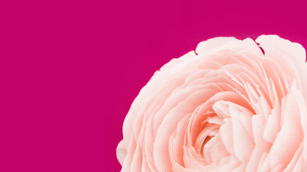 istock Pink colored peony rose or buttercup flower macro on dark red 1297197459