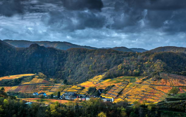 viñedo en otoño - eifel fotografías e imágenes de stock