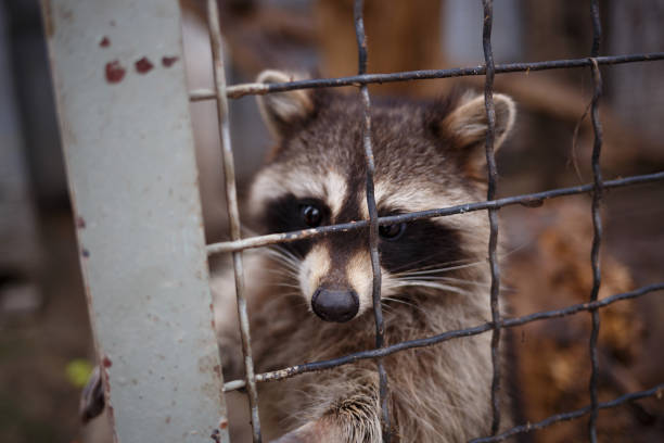 istock cute little raccoon pulls its paw out of the cage 1297199502