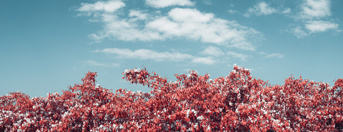 Blooming tree in spring. Infrared Aerochrome look.