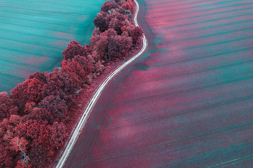 Idyllic country road through the wheat field in spring (Infrared Aerochrome Look).