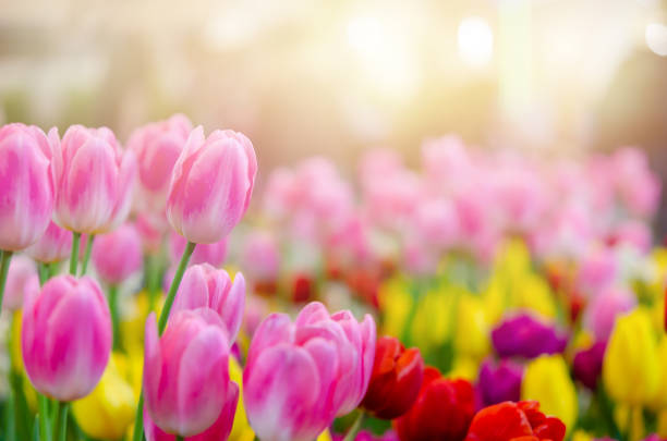 istock Beautiful fresh tulip flowers 1297200687