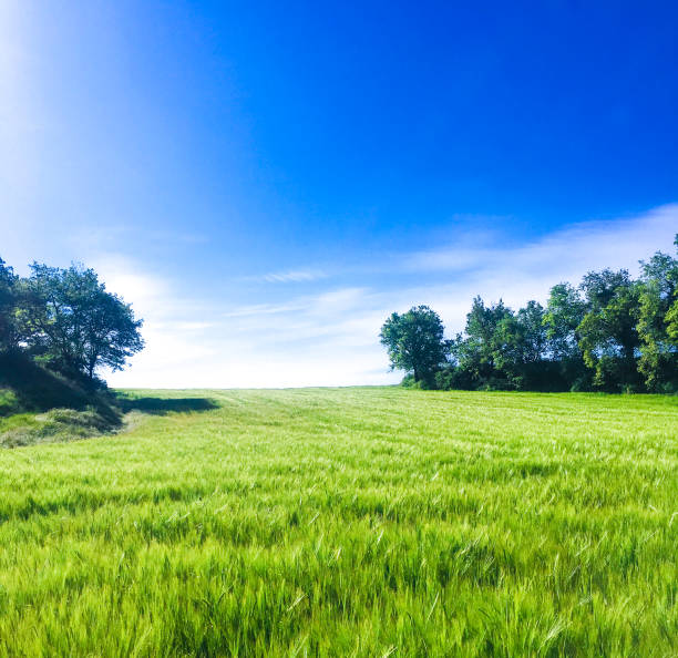 istock Beautiful sunny spring day with green wheat grass and a radiant blue sky. Going outdoors to feel free again and breathe fresh air. 1297202646