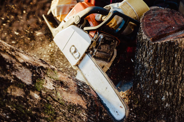 istock Lumberjack saws tree with chainsaw in sawmill 1297204151