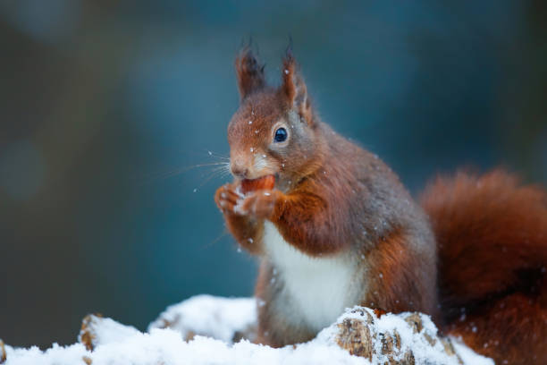 istock Eurasian red squirrel in the snow 1297204189
