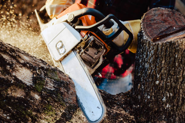 istock Lumberjack saws tree with chainsaw in sawmill 1297204200