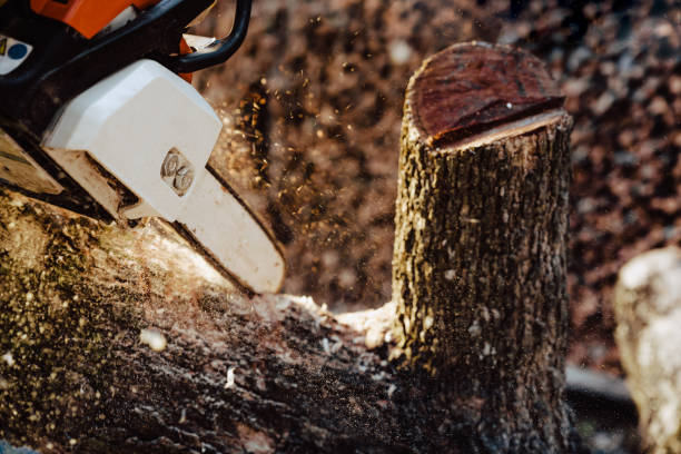 istock Lumberjack saws tree with chainsaw in sawmill 1297204240