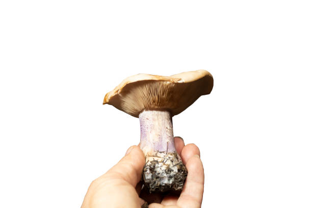 istock a hand holds an edible mushroom 1297204268