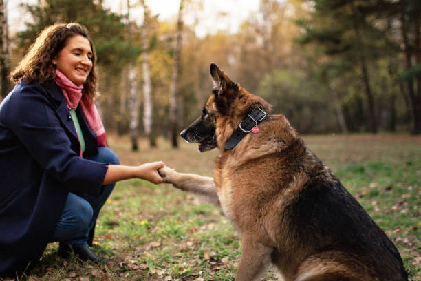 młoda dorosła kobieta spaceru z jej starszy owczarek niemiecki w parku - action dog outdoors animal trainer zdjęcia i obrazy z banku zdjęć