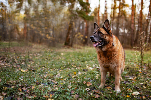 Old shepherd dog at the autumn background