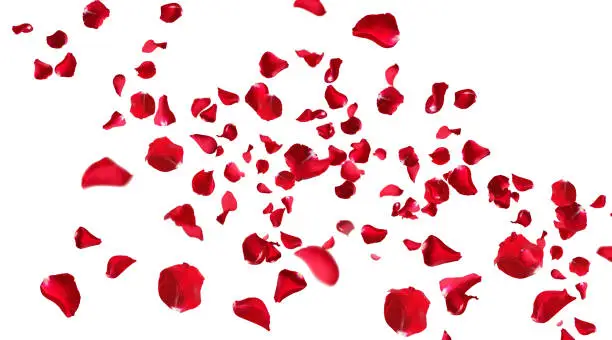 Floating red rose petals isolated animation on white background. Romantic concept for love, valentines day and wedding.