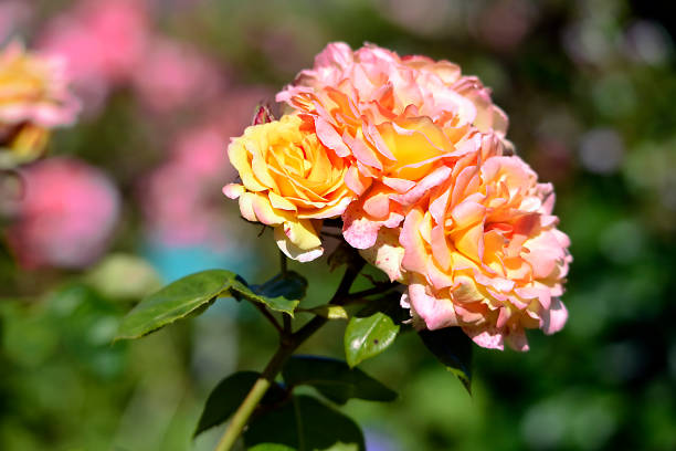 istock Pink rose flower in a garden 1297205317