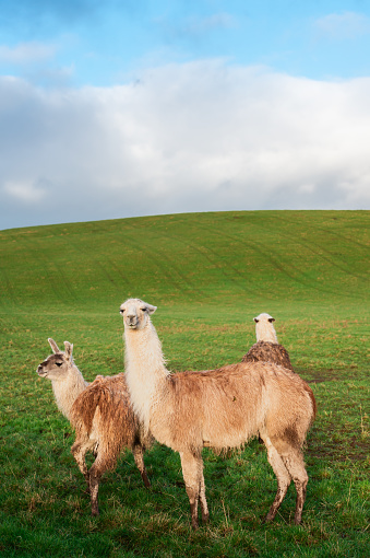 Three llamas standing in a field in Dumfries and Galloway south west Scotland after a recent shower of rain the fleece of the llamas is wet