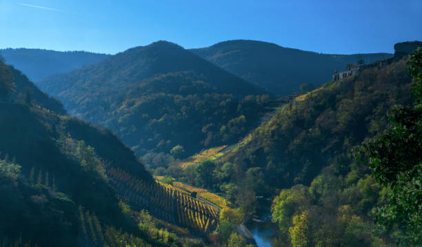 istock Vineyard in autum,Ahrvalley 1297205739