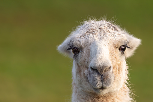 Light-coloured alpaca in a field in West Wales, UK.