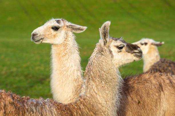 istock Three llamas grouped together in a field next to a hill lit by low winter sunlight 1297205863