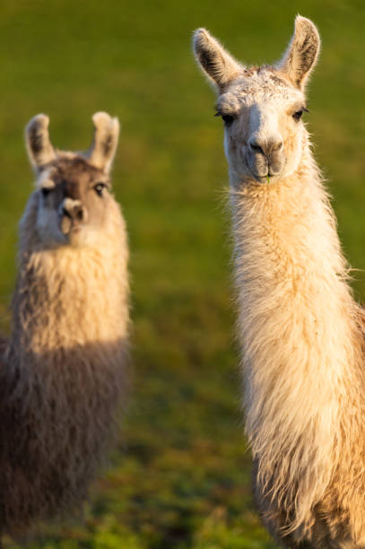 Close up of two llamas standing beside each other looking at the camera while standing in a field lit by low winter sunlight Two llamas standing in a field in Dumfries and Galloway south west Scotland after a recent shower of rain the fleece of the llamas is wet brown llama on the field stock pictures, royalty-free photos & images