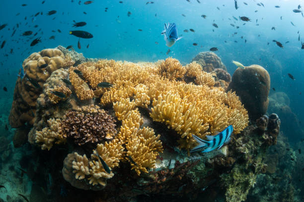 istock A school of fish around the coral reef 1297206555