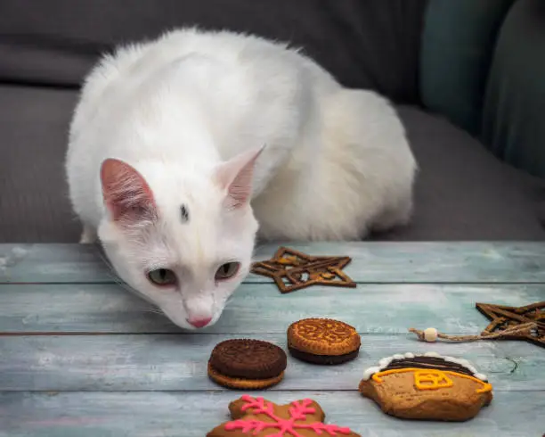 Photo of White cat shows interest in gingerbread cookies lying