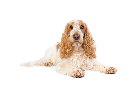 orange roan english cocker spaniel in front of a white background