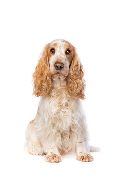 istock orange roan english cocker spaniel 1297208109