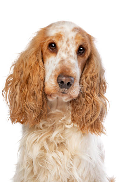 istock orange roan english cocker spaniel 1297208115