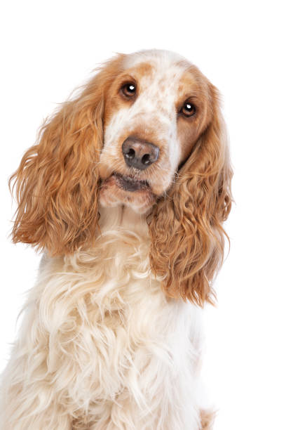 istock orange roan english cocker spaniel 1297208120