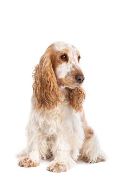 istock orange roan english cocker spaniel 1297208139