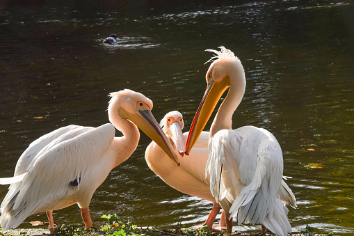 Three white pelicans next to a park lake in London, UK