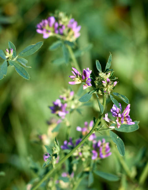 istock Alfalfa flower close up. 1297210147