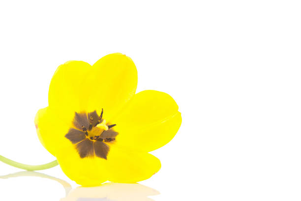 beautiful spring background with tulip on a white background