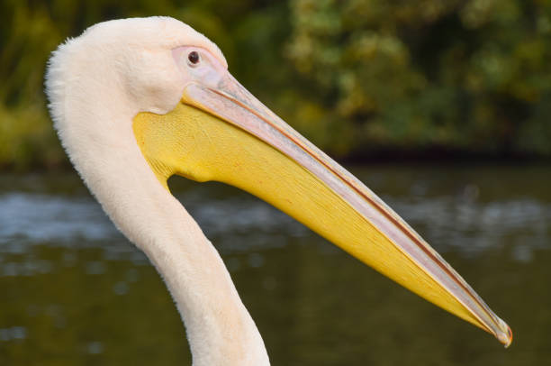 istock White pelican portrait 1297211536