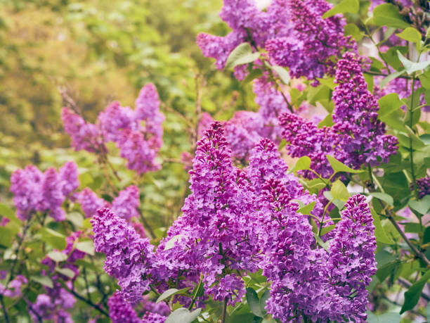 istock Blossoming Syringa vulgaris. 1297211573