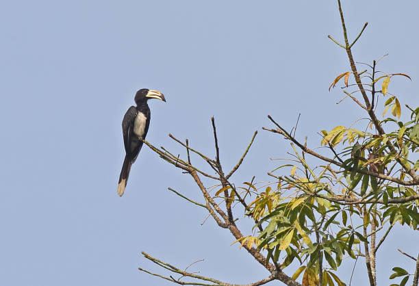 istock West African Pied Hornbill 1297211740